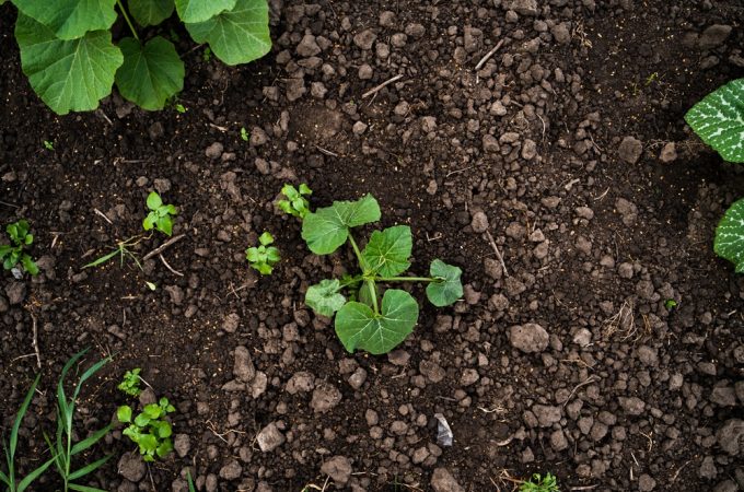 Spring Cleaning Your Soil: The $0 Way to Wake Up Your Garden