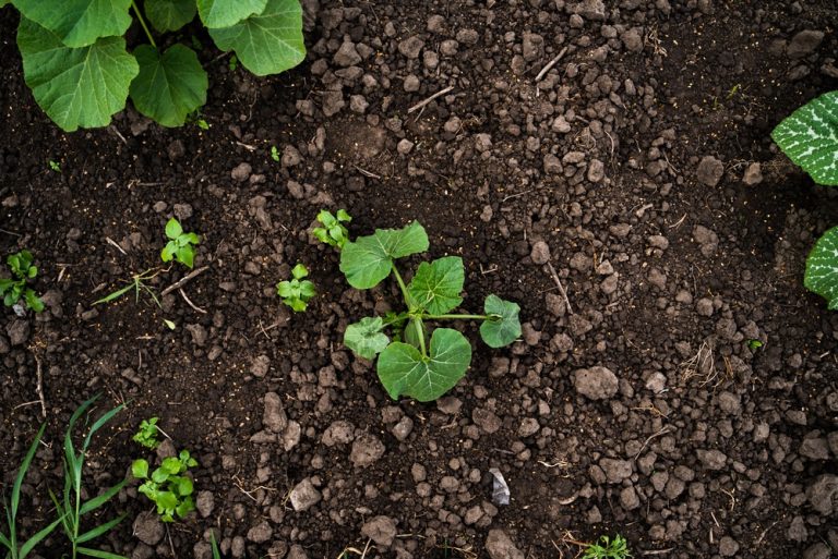 Spring Cleaning Your Soil: The $0 Way to Wake Up Your Garden