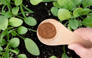 The Cinnamon Hack: The $1 Kitchen Spice That Kills Garden Fungus