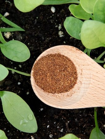 The Cinnamon Hack: The $1 Kitchen Spice That Kills Garden Fungus
