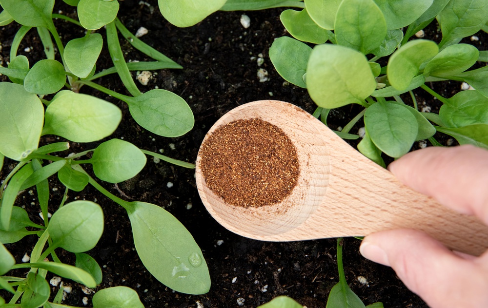 The Cinnamon Hack: The $1 Kitchen Spice That Kills Garden Fungus