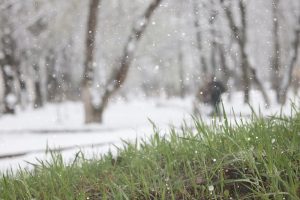 The Frost-Proof Secret: Protecting Your $2 Plants from a Random Cold Snap