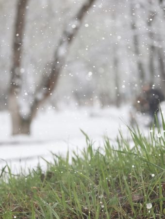 The Frost-Proof Secret: Protecting Your $2 Plants from a Random Cold Snap