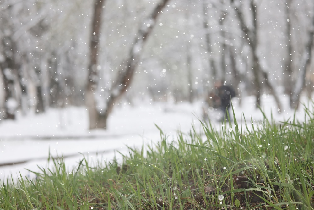 The Frost-Proof Secret: Protecting Your $2 Plants from a Random Cold Snap