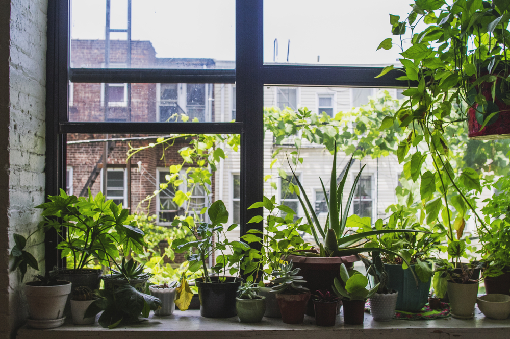 The Window Sill Secret: Why You Don’t Need a Yard to Be a Farmer