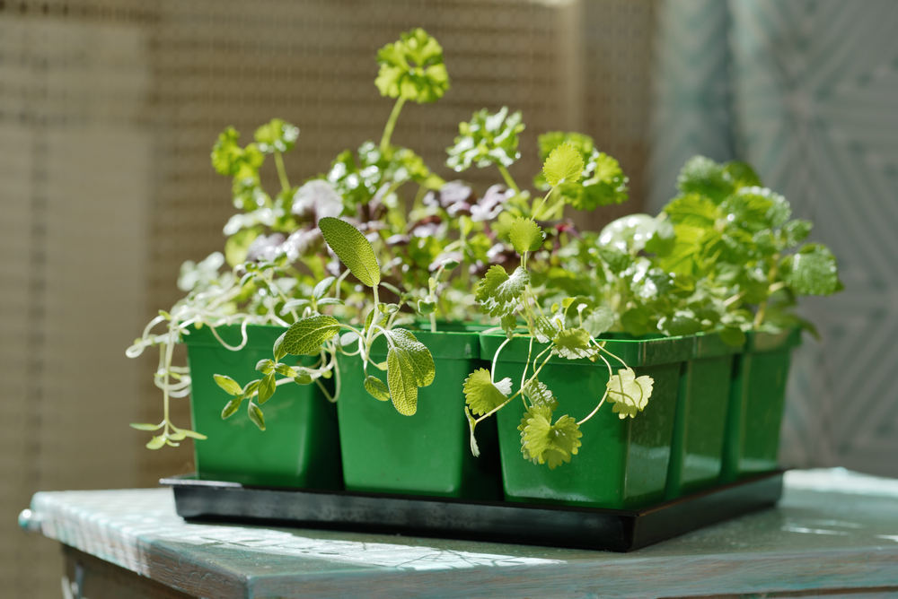 The Indoor Herb Hack: Growing Fresh Flavor in a Dark Kitchen for Pennies