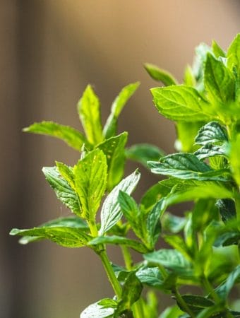 Garden Experts Warn: These 7 Plants Could Be Destroying Your Soil Without You Knowing