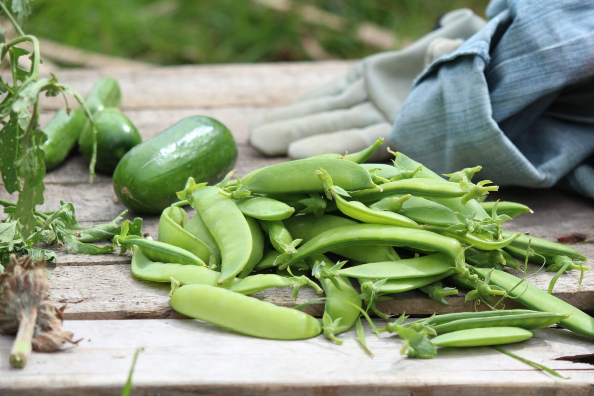 7 Vegetables That Germinate Fast Even in Unpredictable Spring Weather
