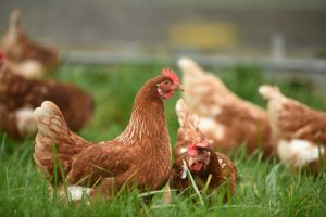 The Chicken Manure Connection: Finding Free Fertilizer in Your Local Facebook Group