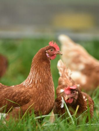 The Chicken Manure Connection: Finding Free Fertilizer in Your Local Facebook Group