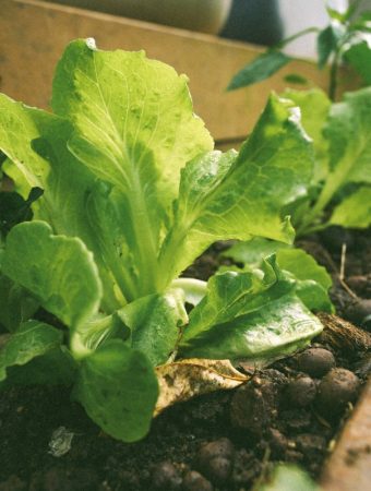 7 Vegetables That Germinate Fast Even in Unpredictable Spring Weather