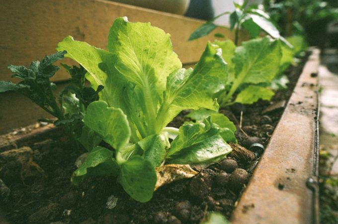 7 Vegetables That Germinate Fast Even in Unpredictable Spring Weather