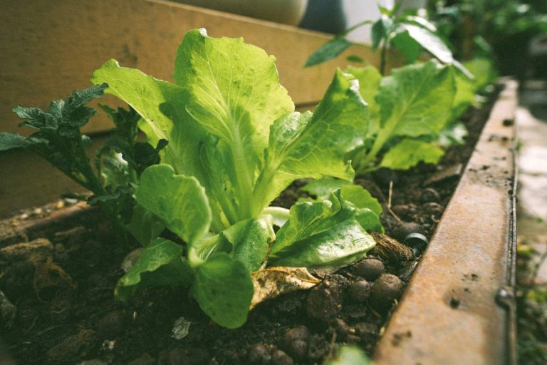 7 Vegetables That Germinate Fast Even in Unpredictable Spring Weather