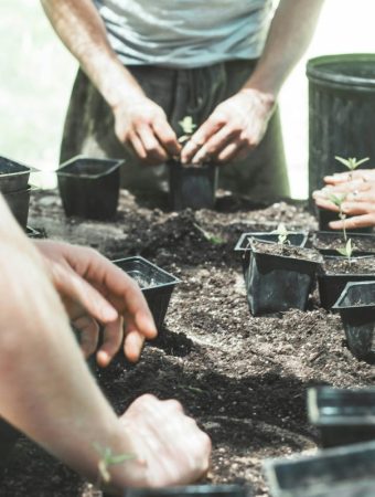 The “Hardening Off” Mistake That Leads to Transplant Failure