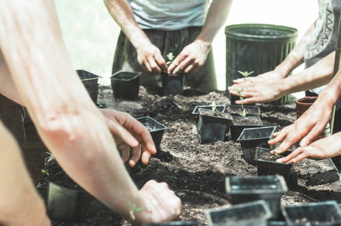The “Hardening Off” Mistake That Leads to Transplant Failure