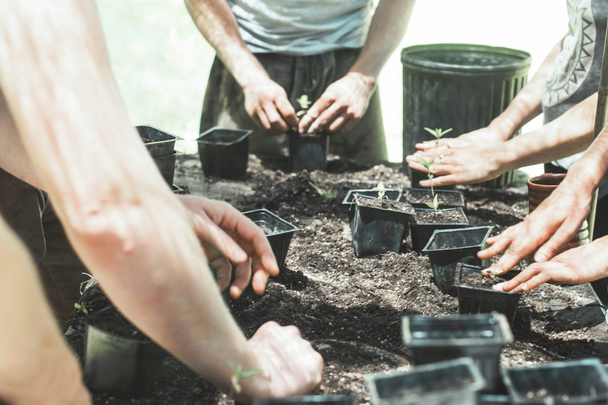 The “Hardening Off” Mistake That Leads to Transplant Failure