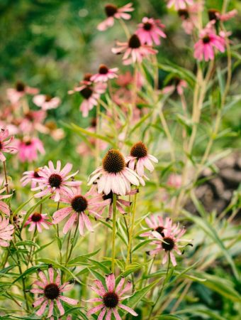 6 Resilient Picks That Handle Temperature Swings