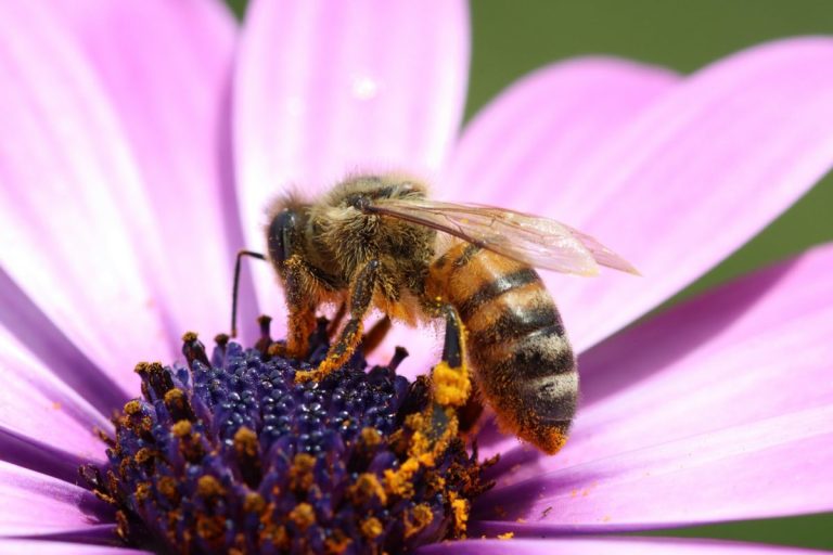 8 Pollinator-Friendly Additions That Increase Garden Activity