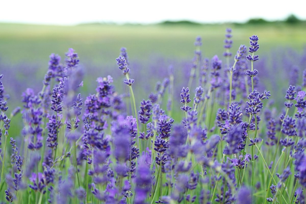 8 Heat-Tolerant Picks That Thrive as Temperatures Rise