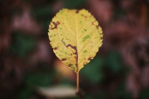 Why Leaves Turn Yellow Even When You’re Doing Everything Right