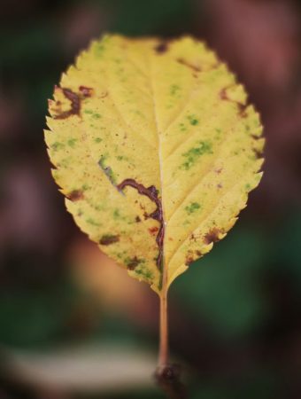 Why Leaves Turn Yellow Even When You’re Doing Everything Right