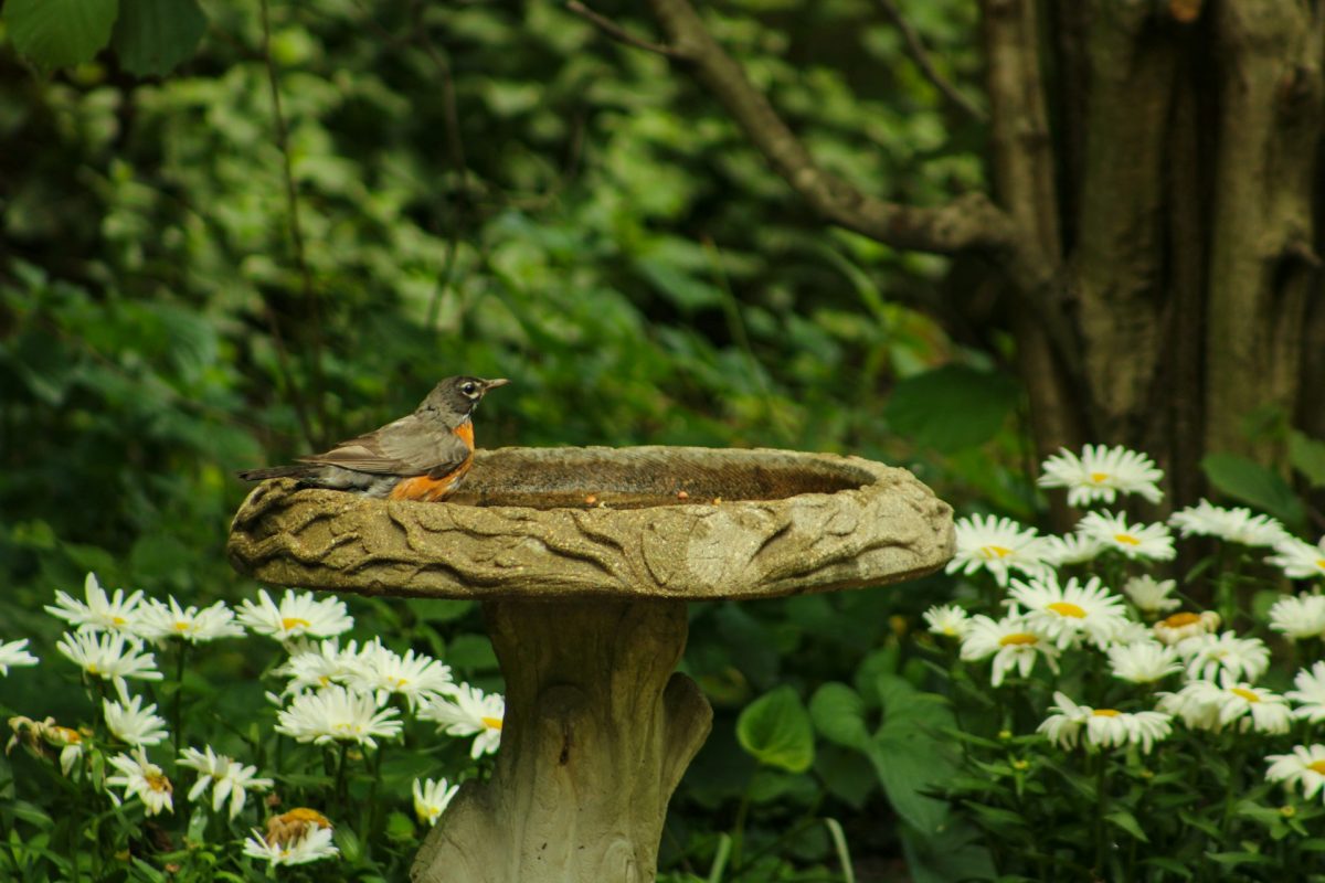 8 Pollinator-Friendly Additions That Increase Garden Activity