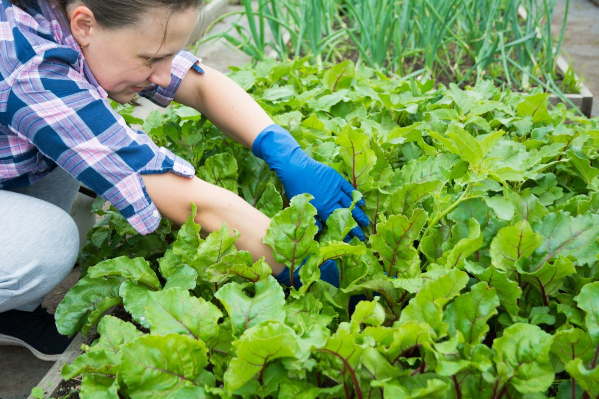 5 Affordable Soil Improvements That Make a Big Difference
