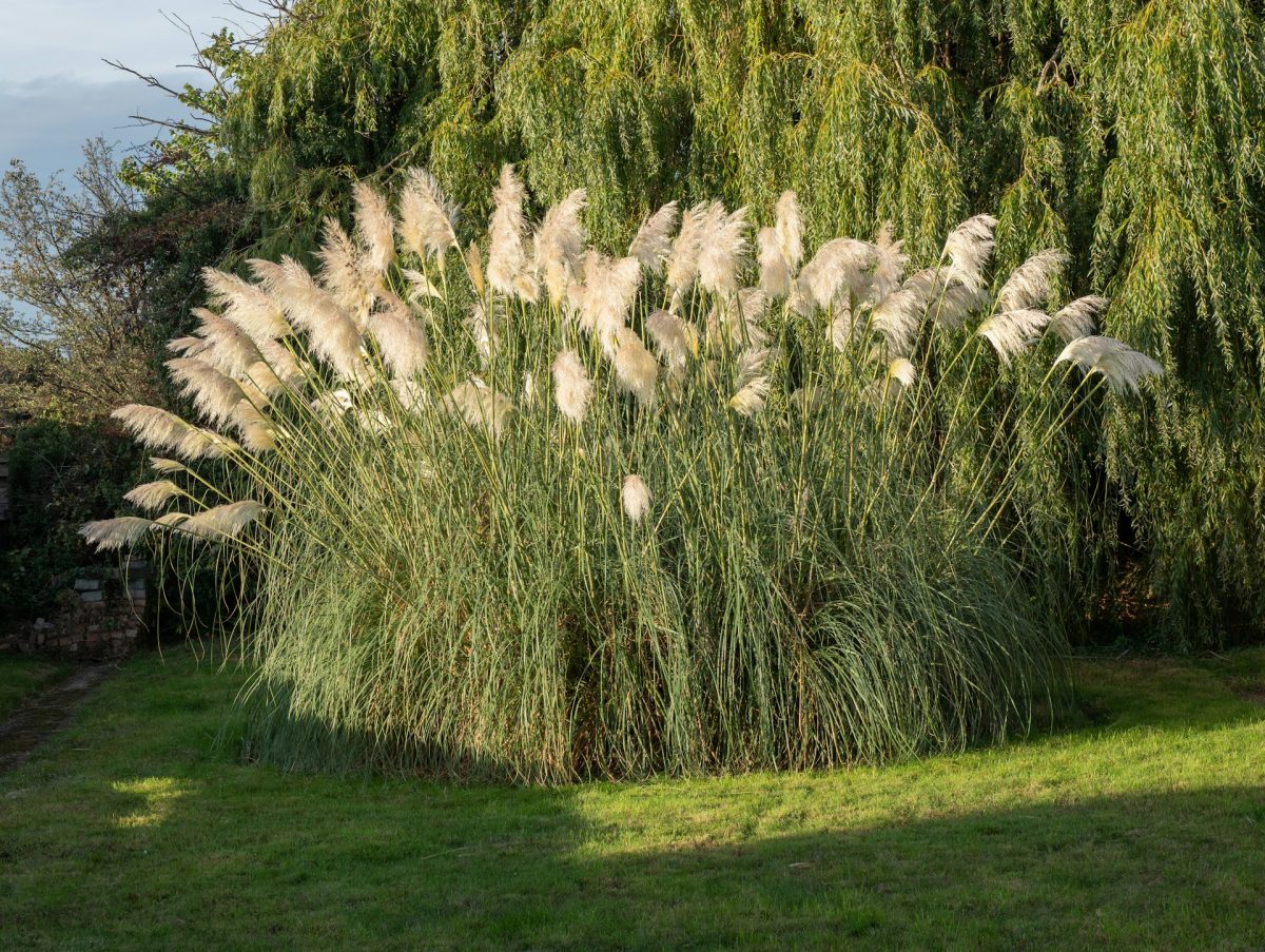 7 Cool-Night Tolerant Picks That Handle Temperature Drops