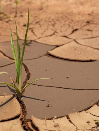 8 Drought-Resistant Picks That Reduce Water Needs