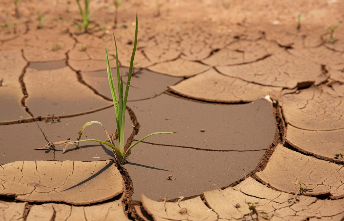 8 Drought-Resistant Picks That Reduce Water Needs