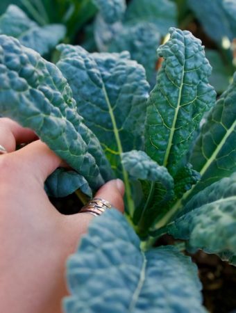 7 Cool-Night Tolerant Picks That Handle Temperature Drops