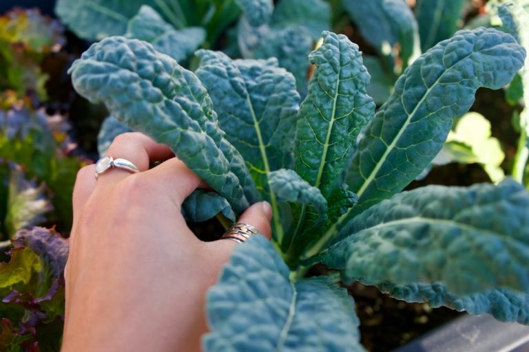 7 Cool-Night Tolerant Picks That Handle Temperature Drops
