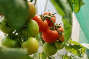 7 Companion Pairings That Boost Growth Naturally