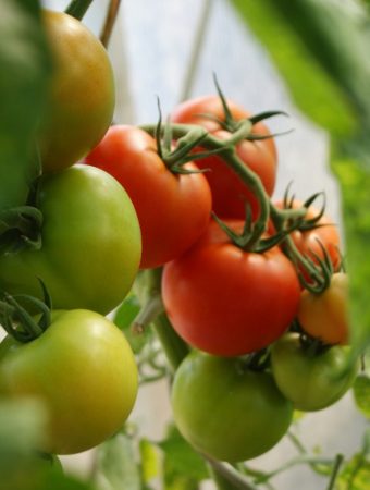 7 Companion Pairings That Boost Growth Naturally