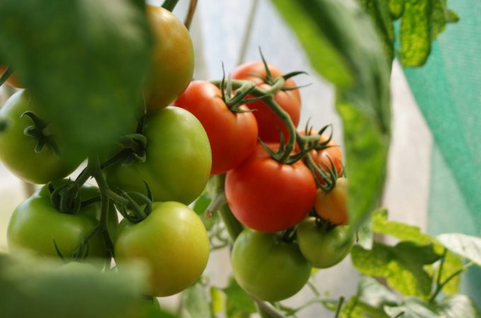 7 Companion Pairings That Boost Growth Naturally