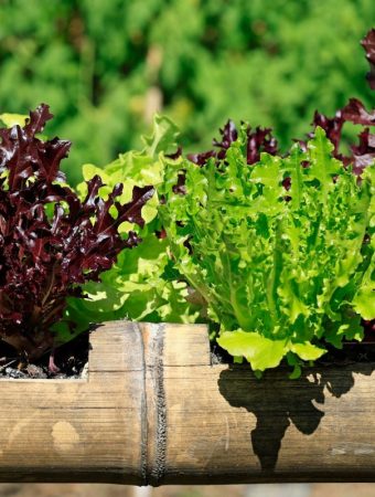 6 Reliable Choices for Container Harvesting