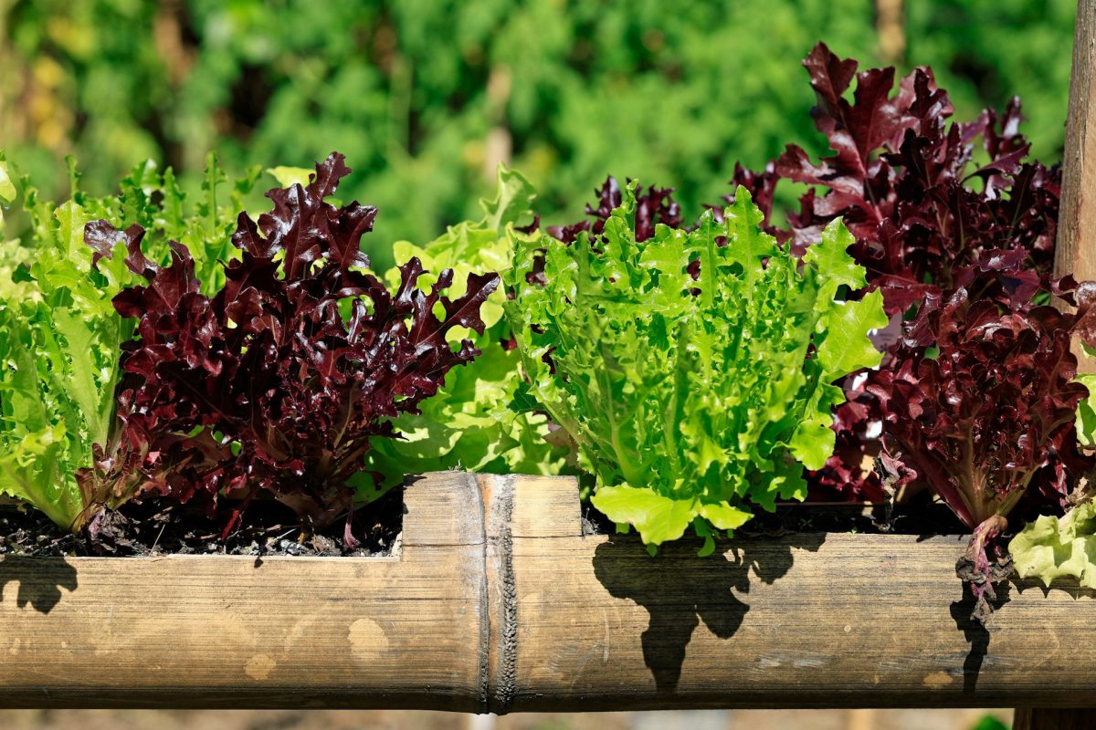 6 Reliable Choices for Container Harvesting