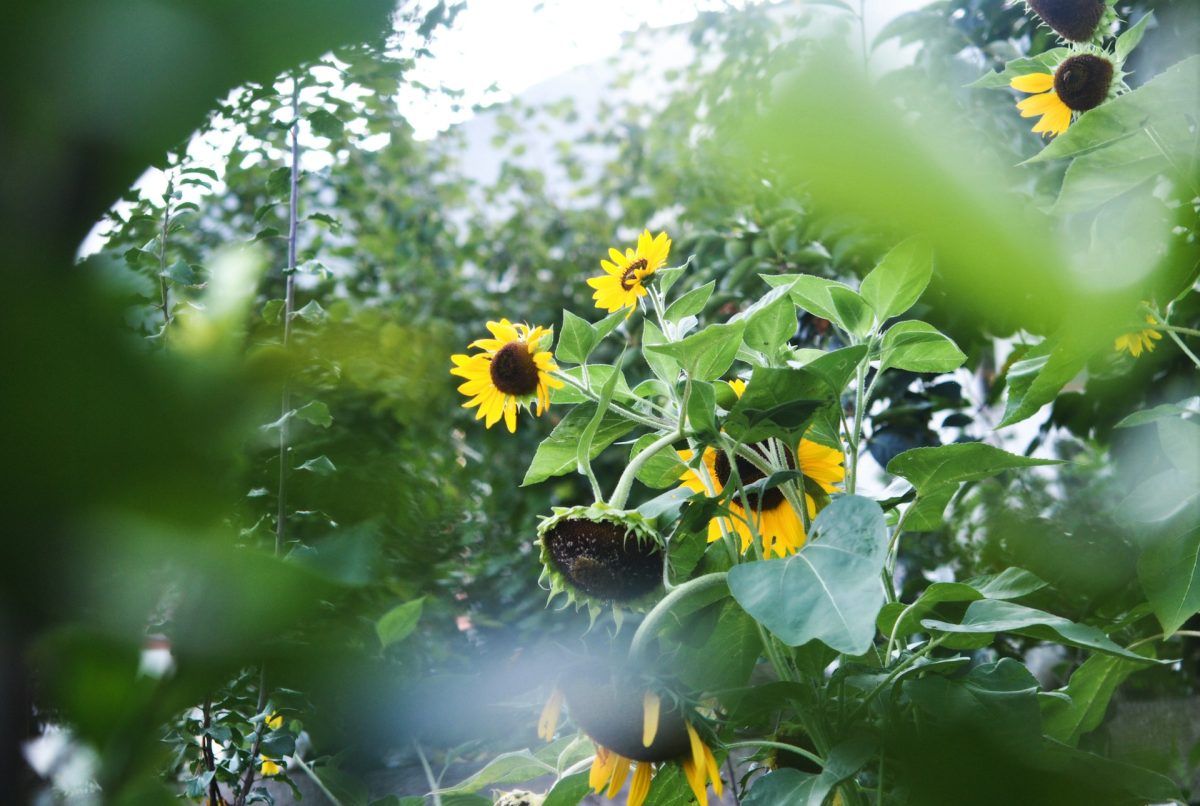 7 Quick-Germinating Seeds That Deliver Fast Results