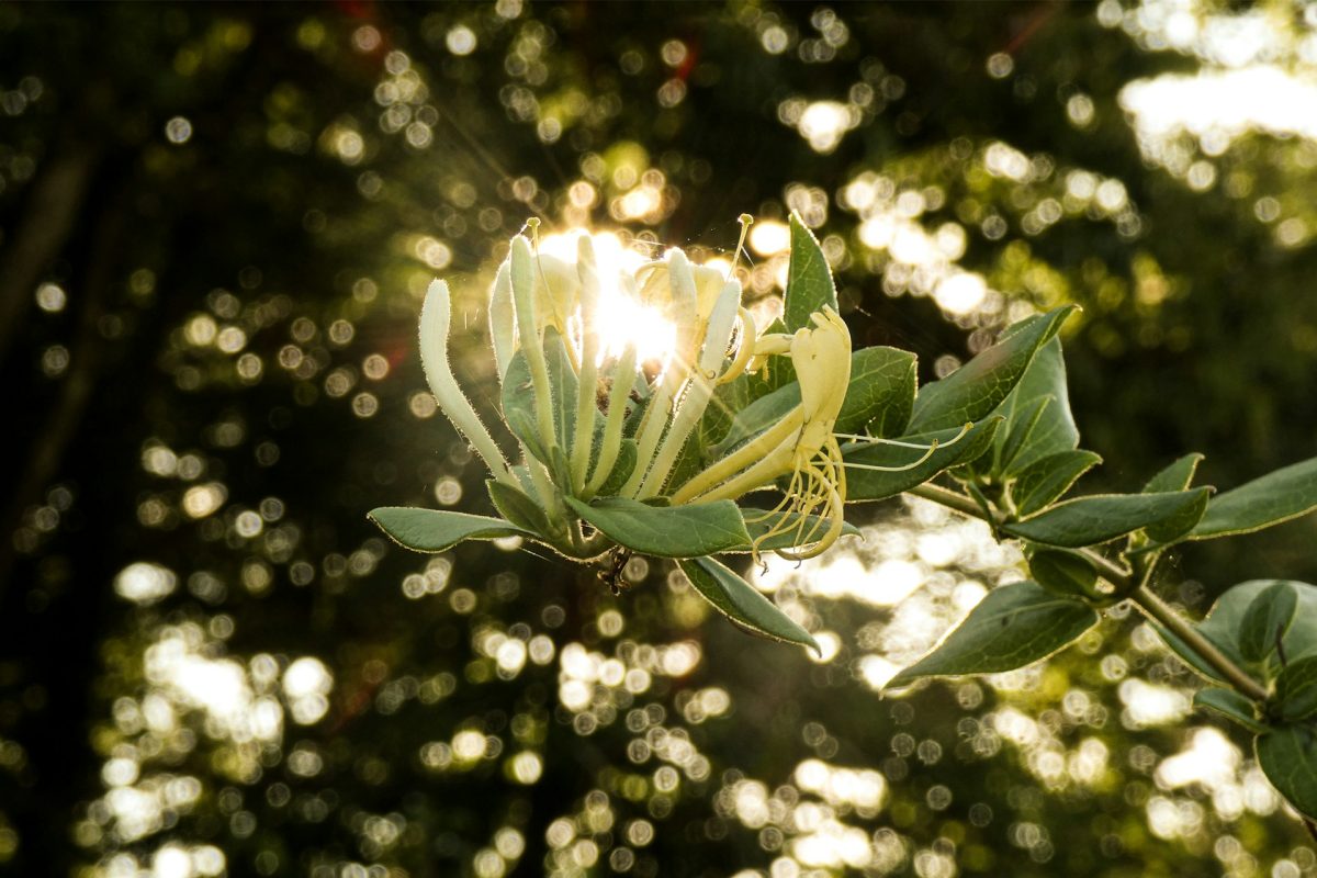 The Sunlight Rule: Why Placement Determines Growth Success