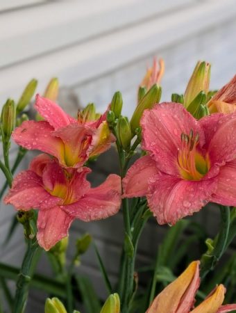 7 Perennials That Return Stronger With Minimal Effort