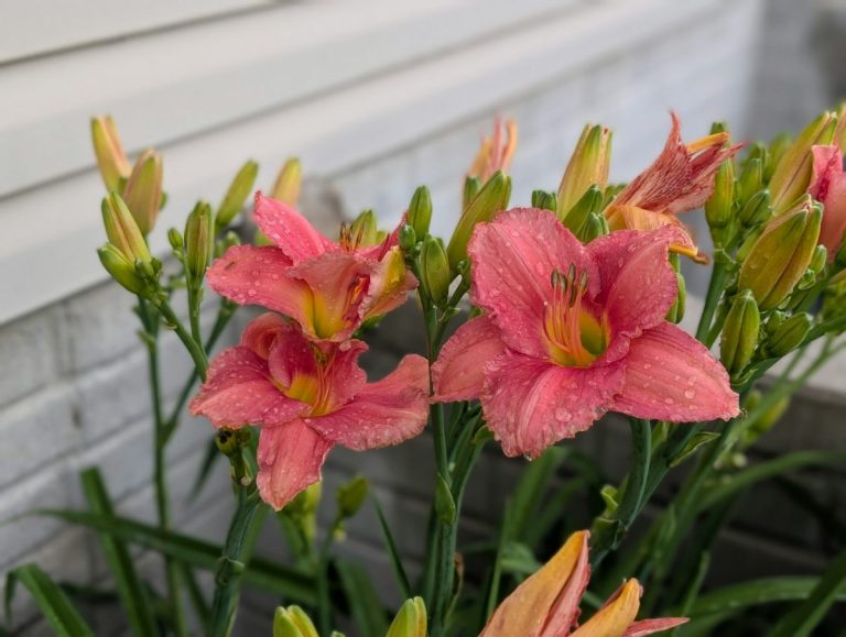 7 Perennials That Return Stronger With Minimal Effort