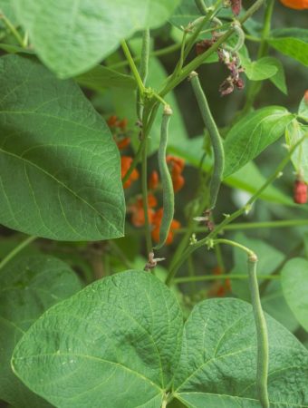 Why Healthy Leaves Don’t Always Mean Strong Root Systems