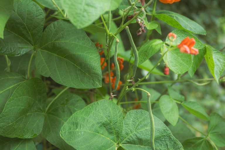Why Healthy Leaves Don’t Always Mean Strong Root Systems