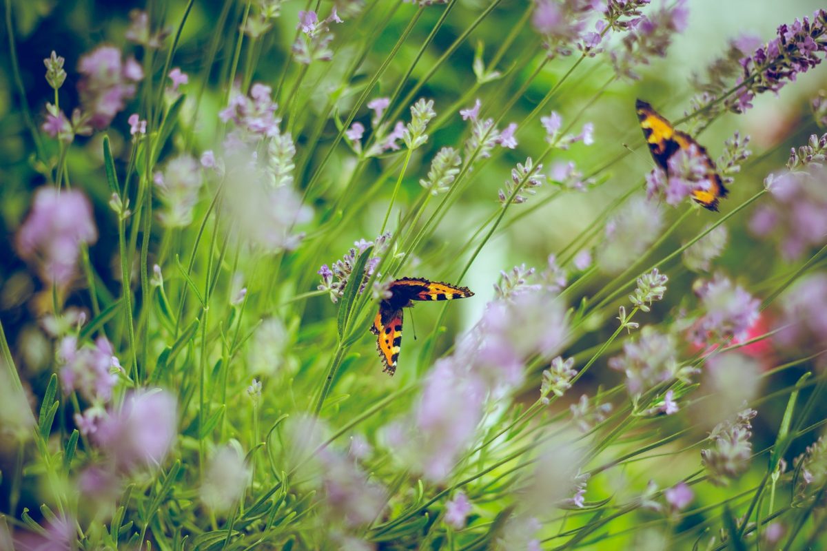 10 Selections That Attract Bees, Butterflies, and Beneficial Insects