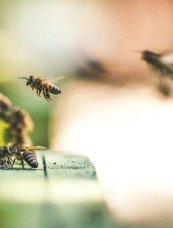 10 Selections That Attract Bees, Butterflies, and Beneficial Insects