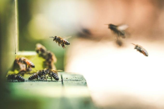 10 Selections That Attract Bees, Butterflies, and Beneficial Insects