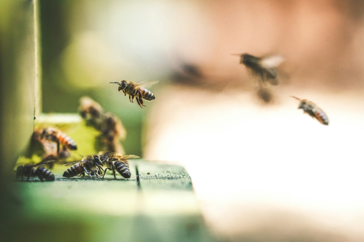 10 Selections That Attract Bees, Butterflies, and Beneficial Insects