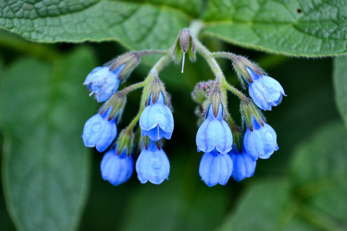 Stop Pulling These ‘Weeds’—Comfrey and Nettles Can Fertilize Your Garden