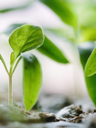 Why Early Growth Doesn’t Always Lead to Strong Yields