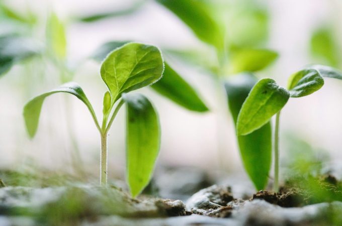 Why Early Growth Doesn’t Always Lead to Strong Yields